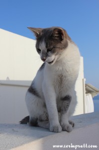 Cat, Oia, Santorini