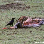 Buzzard on sheep carcass, Elterwater, Great Langdale, Lake District