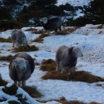 Langdale sheep in the snow, Lake District