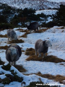 Langdale sheep in the snow, Lake District