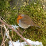 Robin near Skelwith Bridge, Lake District