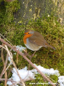 Robin near Skelwith Bridge, Lake District