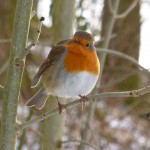 Robin near Skelwith Bridge, Lake District