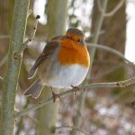 Robin near Skelwith Bridge, Lake District