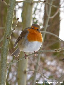 Robin near Skelwith Bridge, Lake District