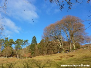 The foot of Loughrigg Fell from Loughrigg Tarn, Lake District