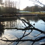 Deadwood in the River Brathay, Lake District