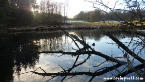 Deadwood in the River Brathay, Lake District