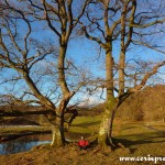 Trees by the River Brathay, Lake District