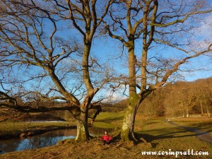 Trees by the River Brathay, Lake District