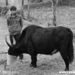 A man and his yak, Yuksom/Yuksum, Sikkim, India