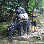A trek guide and his yak, KNP, Yuksom/Yuksum, Sikkim, India