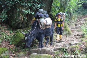 A trek guide and his yak, KNP, Yuksom/Yuksum, Sikkim, India