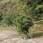 A mobile bush with blue wellies in Yuksom/Yuksum, Sikkim, India