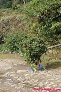 A mobile bush with blue wellies in Yuksom/Yuksum, Sikkim, India