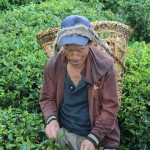 Tea picker, Sikkim, India