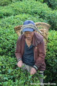 Tea picker, Sikkim, India