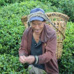 Tea picker, Sikkim, India