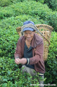 Tea picker, Sikkim, India