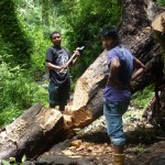 Men chopping through a tree, KNP, Yuksom/Yuksum, Sikkim, India