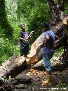 Men chopping through a tree, KNP, Yuksom/Yuksum, Sikkim, India