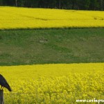 Crow by field of rapeseed