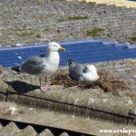 Herring Gulls nesting at Newlyn Harbour, Cornwall