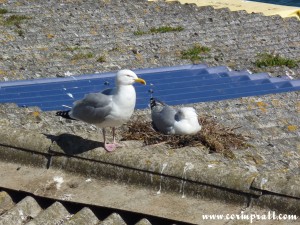 Herring Gulls nesting at Newlyn Harbour, Cornwall