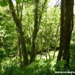 Woodland by Lamorna Cove, Cornwall