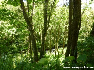 Woodland by Lamorna Cove, Cornwall