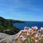 Flowers on the Coast, Land's End, Cornwall