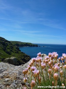 Flowers on the Coast, Land's End, Cornwall
