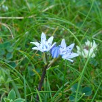 Flower, Land's End, Cornwall