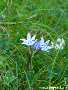 Flower, Land's End, Cornwall