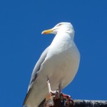 Herring Gull, St Ives, Cornwall