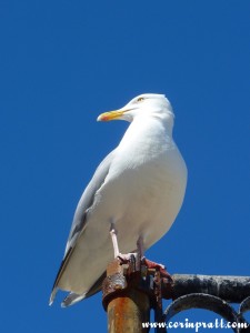 Herring Gull, St Ives, Cornwall