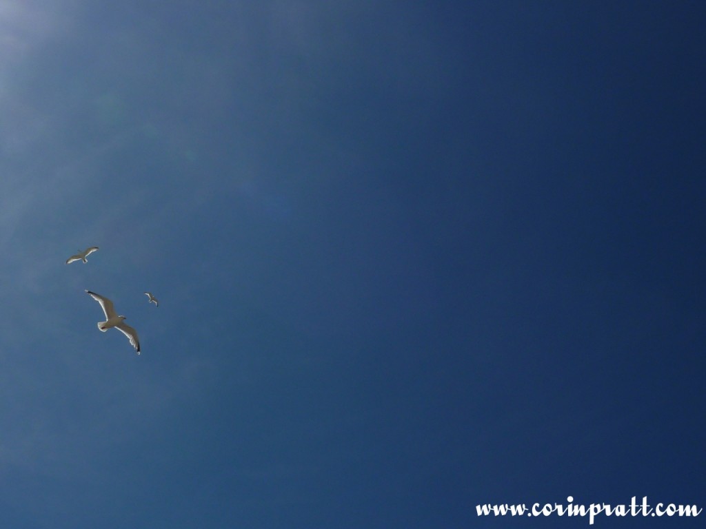 Herring gulls over St Ives