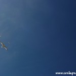 Circling Herring Gulls, St Ives, Cornwall