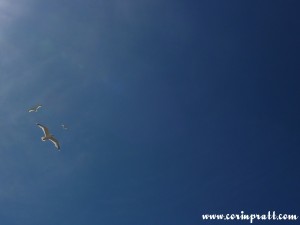 Circling Herring Gulls, St Ives, Cornwall