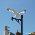 Herring Gull, St Ives, Cornwall