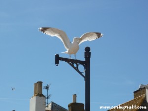 Herring Gull, St Ives, Cornwall