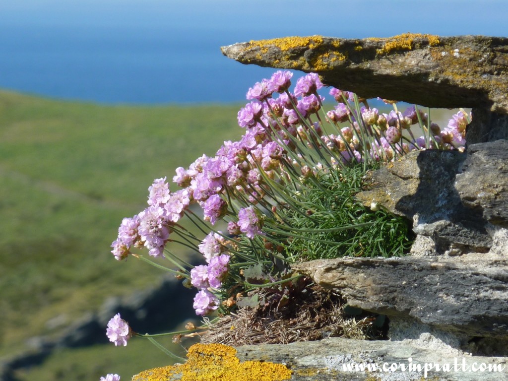 Flowers at Tintagel, Cornwall