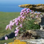 Flowers at Tintagel, Cornwall