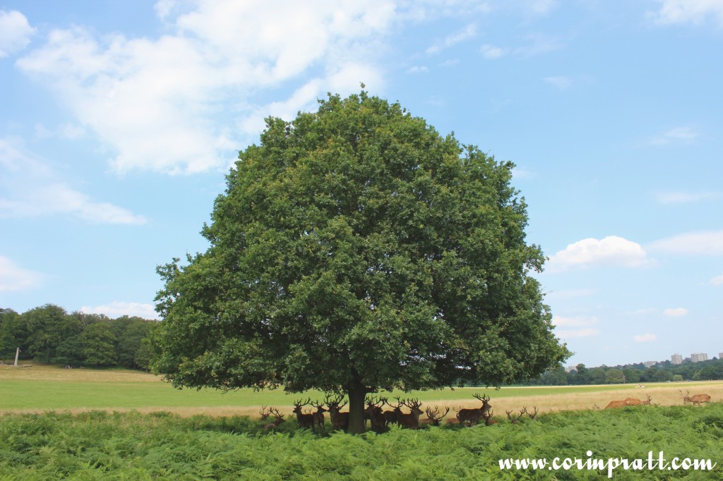 Red deer tree shade, Richmond Park