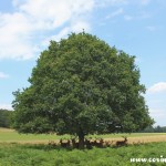 Red deer tree shade, Richmond Park