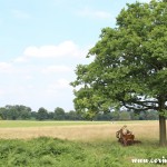 Red deer tree shade, Richmond Park