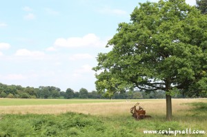 Red deer tree shade, Richmond Park