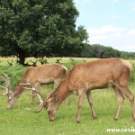 Red deer feeding, Richmond Park