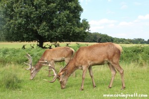 Red deer feeding, Richmond Park