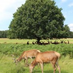 Red deer feeding, Richmond Park